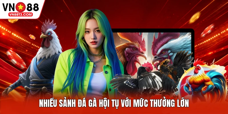 Nhiều sảnh đá gà hội tụ với mức thưởng lớn